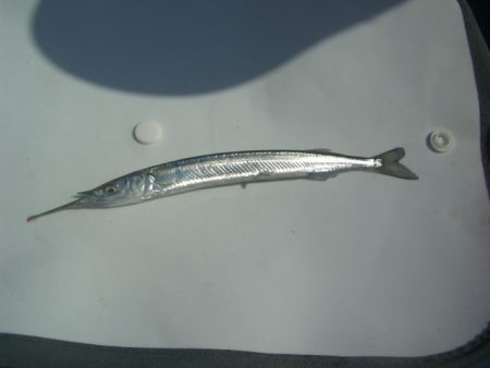 オリジナルメーカー海づり公園(市原市海づり施設) 釣果