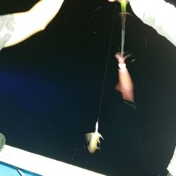 龍神丸(福井) 釣果