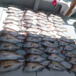 遊漁船 幸友丸 釣果