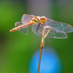 小菅トラウトガーデン 釣果