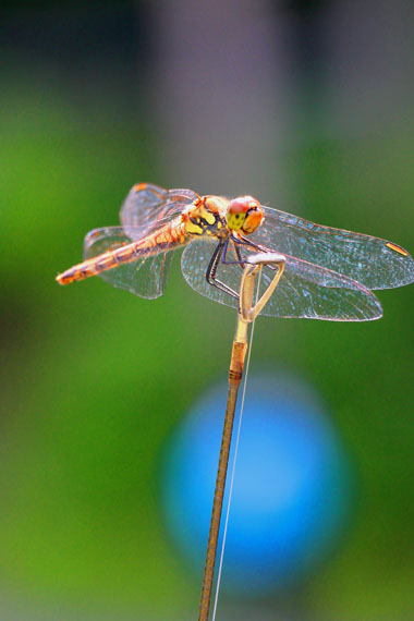 小菅トラウトガーデン 釣果