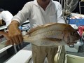 里輝丸 釣果