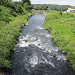 狩野川(狩野川漁業協同組合) 釣果