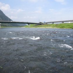 狩野川(狩野川漁業協同組合) 釣果