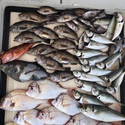第二辰丸 釣果