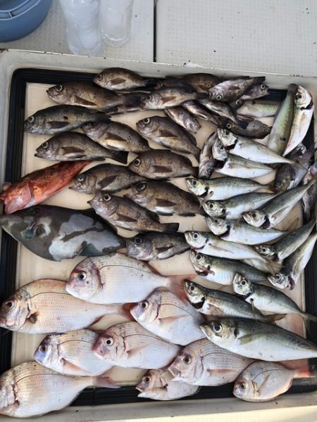 第二辰丸 釣果