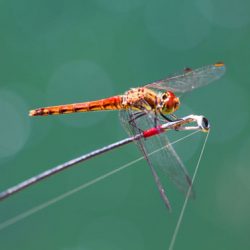 小菅トラウトガーデン 釣果