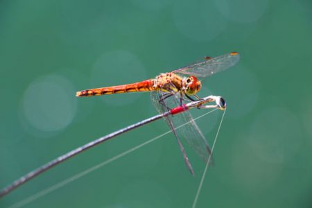 小菅トラウトガーデン 釣果