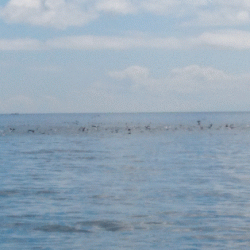 遊漁船ブルーウッズ 釣果