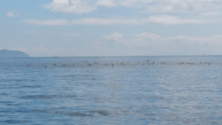 遊漁船ブルーウッズ 釣果