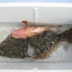 大進丸(新潟) 釣果