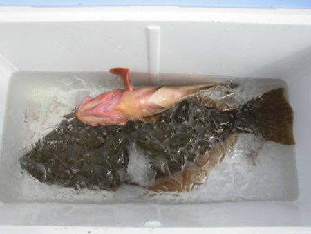 大進丸(新潟) 釣果