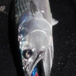 遊漁船 新鋭丸 釣果