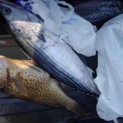 遊漁船 新鋭丸 釣果