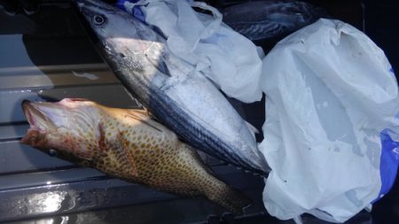 遊漁船 新鋭丸 釣果