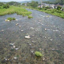 狩野川(狩野川漁業協同組合) 釣果