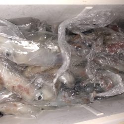 幸風（さちかぜ） 釣果