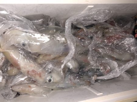 幸風（さちかぜ） 釣果