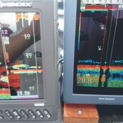 遊漁船ブルーウッズ 釣果