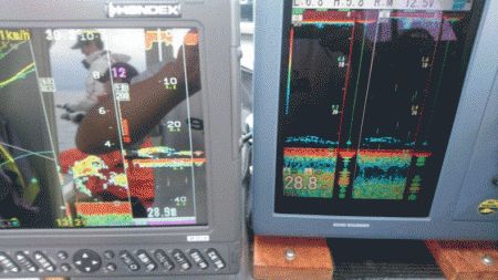 遊漁船ブルーウッズ 釣果