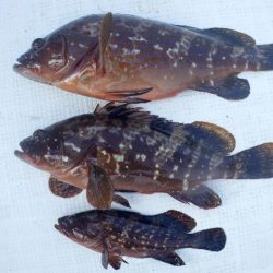 TOPGUN名古屋 釣果