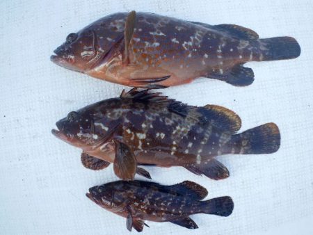 TOPGUN名古屋 釣果