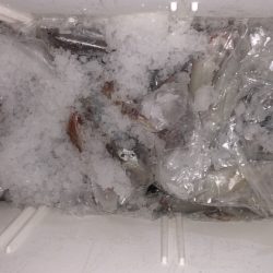 幸風（さちかぜ） 釣果