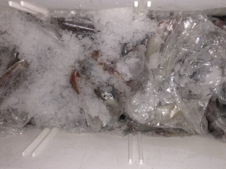 幸風（さちかぜ） 釣果