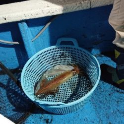 龍神丸(福井) 釣果