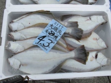 大進丸(新潟) 釣果