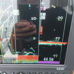 遊漁船ブルーウッズ 釣果