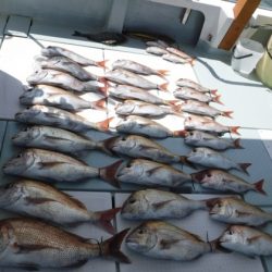 遊漁船 幸友丸 釣果