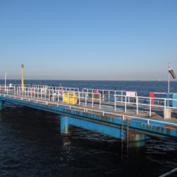 オリジナルメーカー海づり公園(市原市海づり施設) 釣果