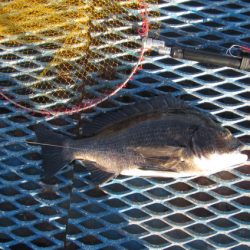 オリジナルメーカー海づり公園(市原市海づり施設) 釣果