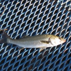 オリジナルメーカー海づり公園(市原市海づり施設) 釣果