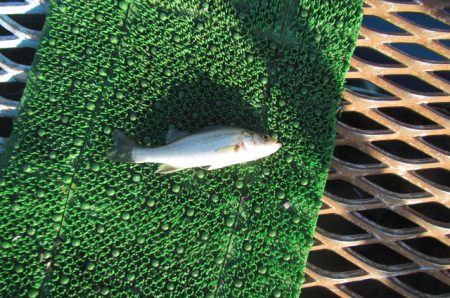 オリジナルメーカー海づり公園(市原市海づり施設) 釣果