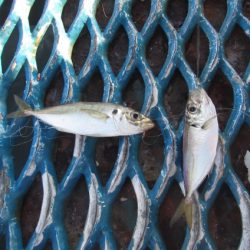 オリジナルメーカー海づり公園(市原市海づり施設) 釣果