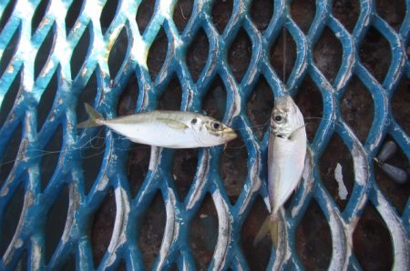 オリジナルメーカー海づり公園(市原市海づり施設) 釣果