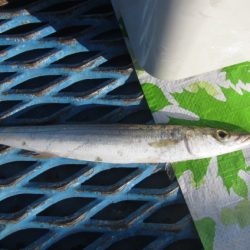 オリジナルメーカー海づり公園(市原市海づり施設) 釣果