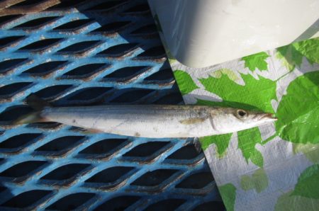 オリジナルメーカー海づり公園(市原市海づり施設) 釣果