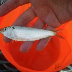 オリジナルメーカー海づり公園(市原市海づり施設) 釣果