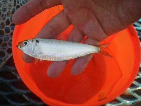 オリジナルメーカー海づり公園(市原市海づり施設) 釣果