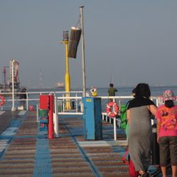 オリジナルメーカー海づり公園(市原市海づり施設) 釣果