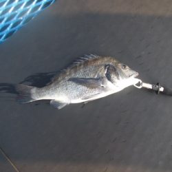 オリジナルメーカー海づり公園(市原市海づり施設) 釣果