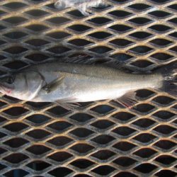 オリジナルメーカー海づり公園(市原市海づり施設) 釣果