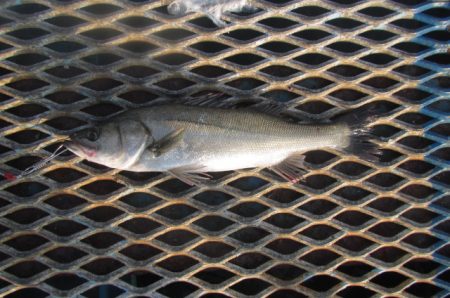 オリジナルメーカー海づり公園(市原市海づり施設) 釣果