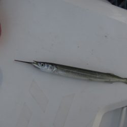 オリジナルメーカー海づり公園(市原市海づり施設) 釣果