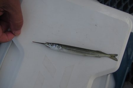 オリジナルメーカー海づり公園(市原市海づり施設) 釣果