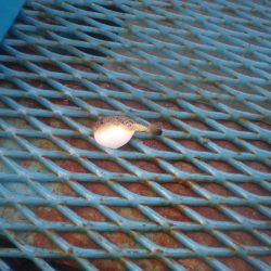 オリジナルメーカー海づり公園(市原市海づり施設) 釣果