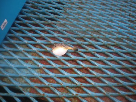 オリジナルメーカー海づり公園(市原市海づり施設) 釣果